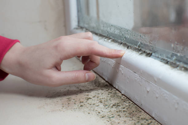Reliable Hammond, IN Mold Removal Solutions